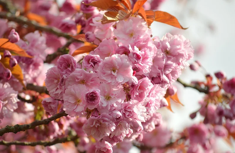 C'est quoi, ce Livret Cerise ? Les vrais chiffres