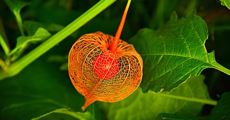Pourquoi le Livret Cerise existe — et à qui il sert vraiment
